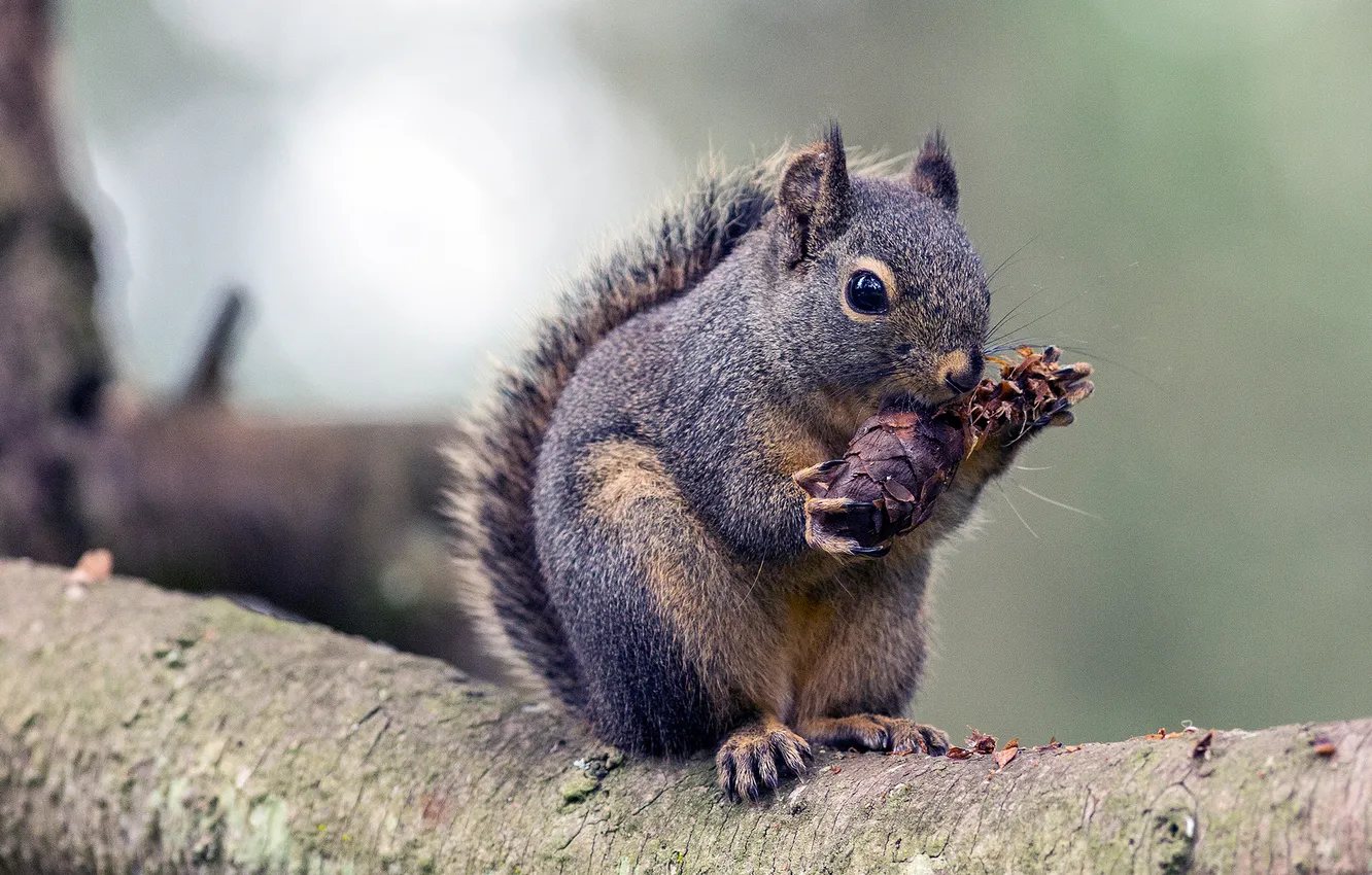 Photo wallpaper tree, pose, squirrel, eating