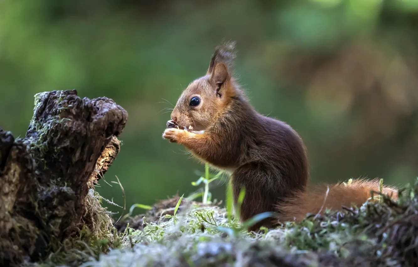 Photo wallpaper nature, moss, stump, protein, muzzle, profile, sitting, meal