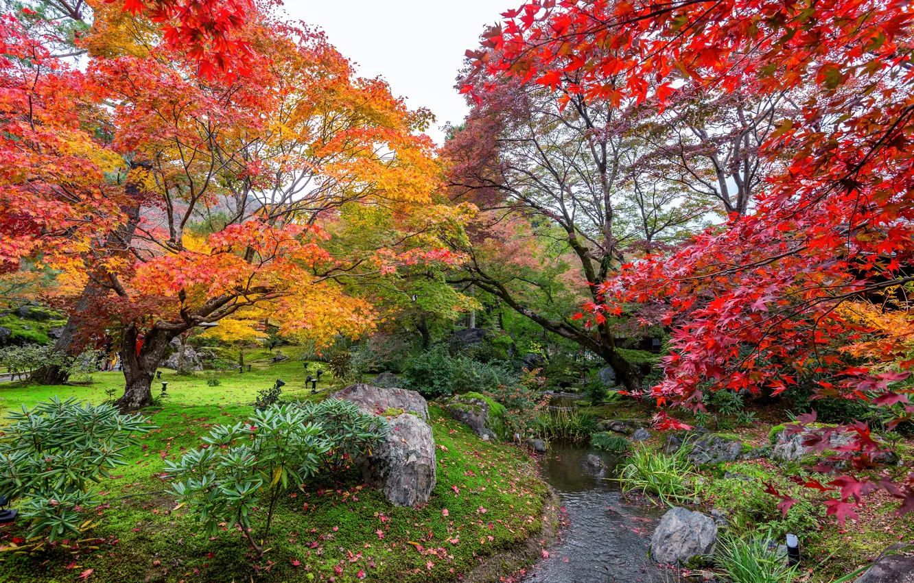 Photo wallpaper autumn, leaves, trees, Park, colorful, landscape, nature, park
