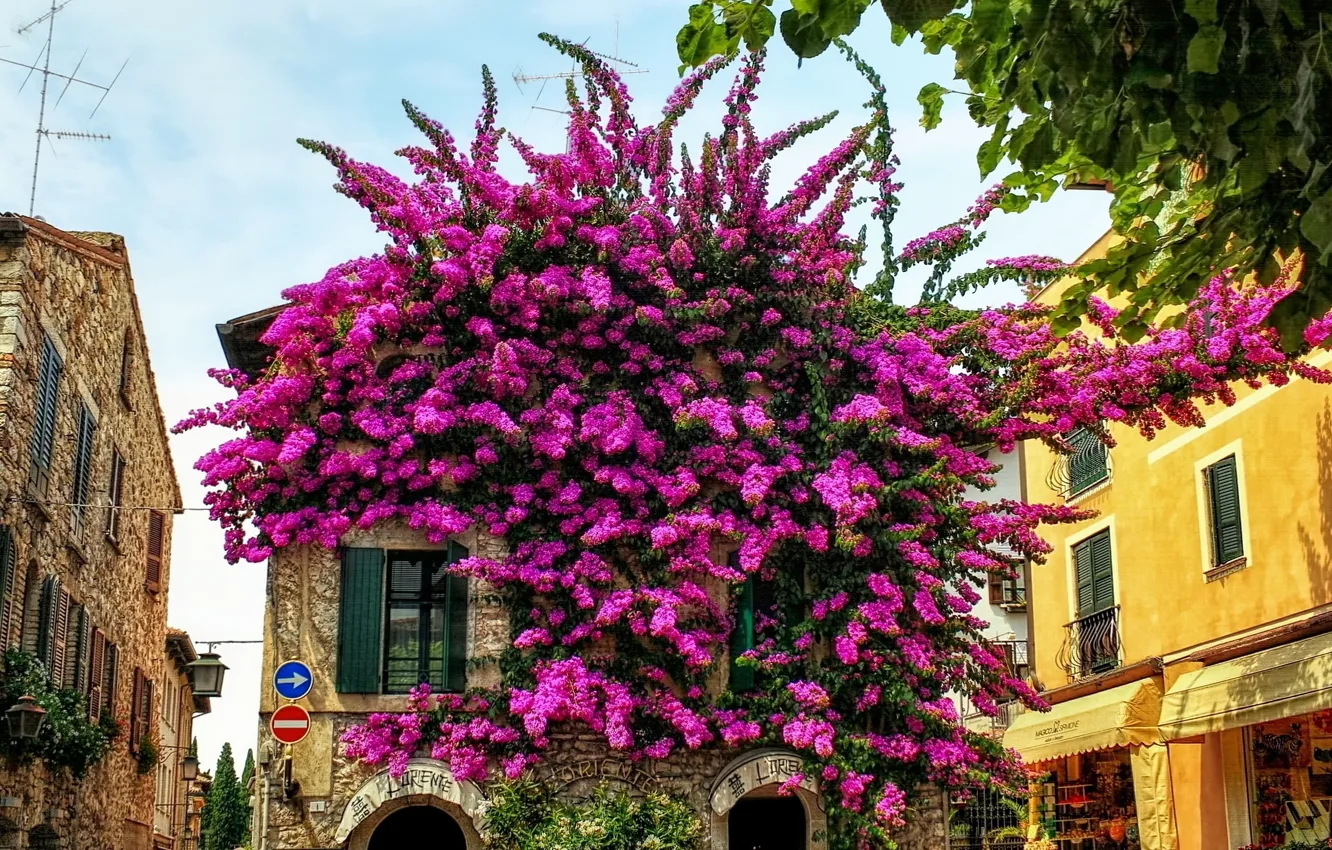 Photo wallpaper flowers, nature, building, home, Italy, flowering, Italy, nature