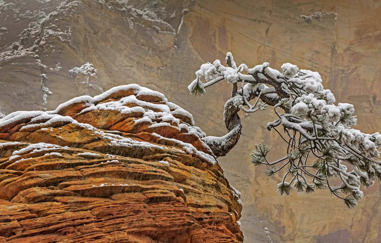 Photo wallpaper snow, rock, tree, Utah, USA, Zion national Park