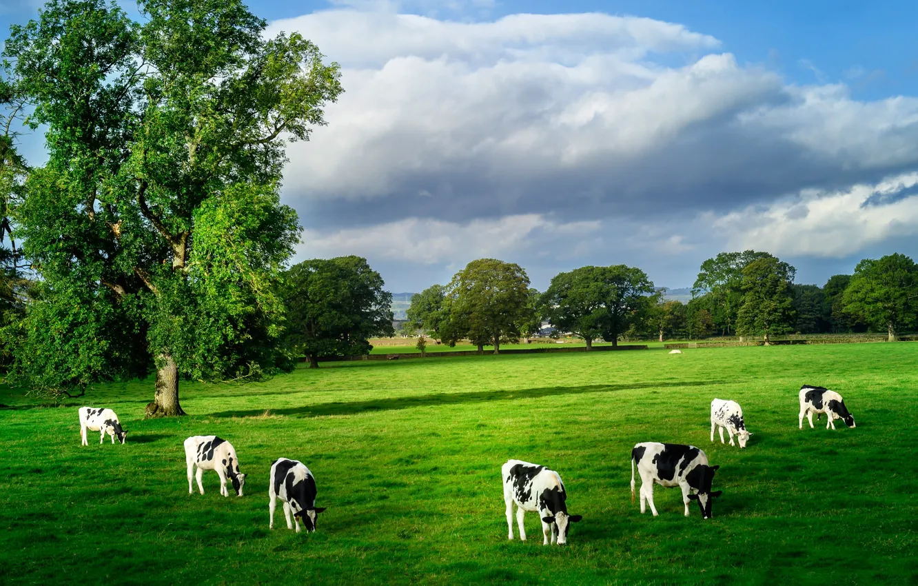 Photo wallpaper field, trees, cows, pasture