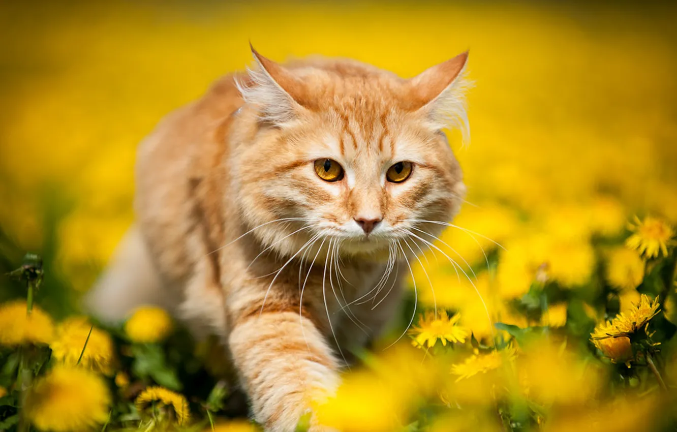 Photo wallpaper cat, flowers, yellow, nature, dandelion, spring, red
