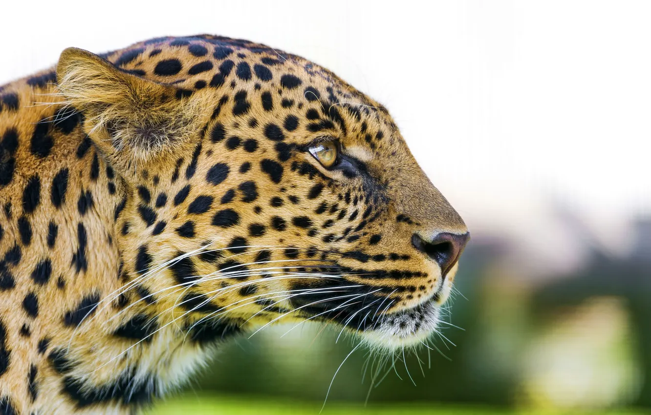 Photo wallpaper look, face, predator, leopard, profile, leopard, panthera pardus