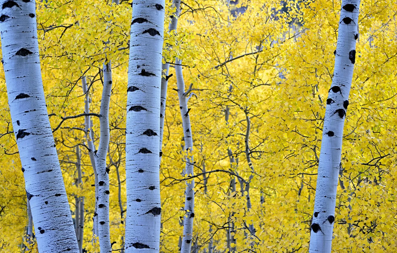 Photo wallpaper autumn, forest, leaves, trees, birch, aspen