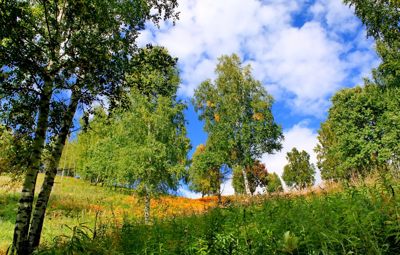 Photo wallpaper summer, grass, trees, nature, photo, birch, Khakassia