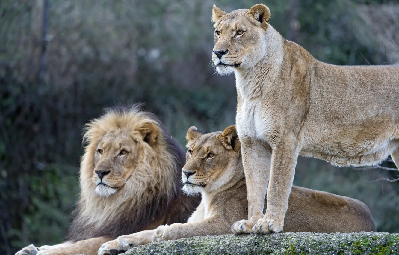 Photo wallpaper cat, Leo, family, lioness, ©Tambako The Jaguar