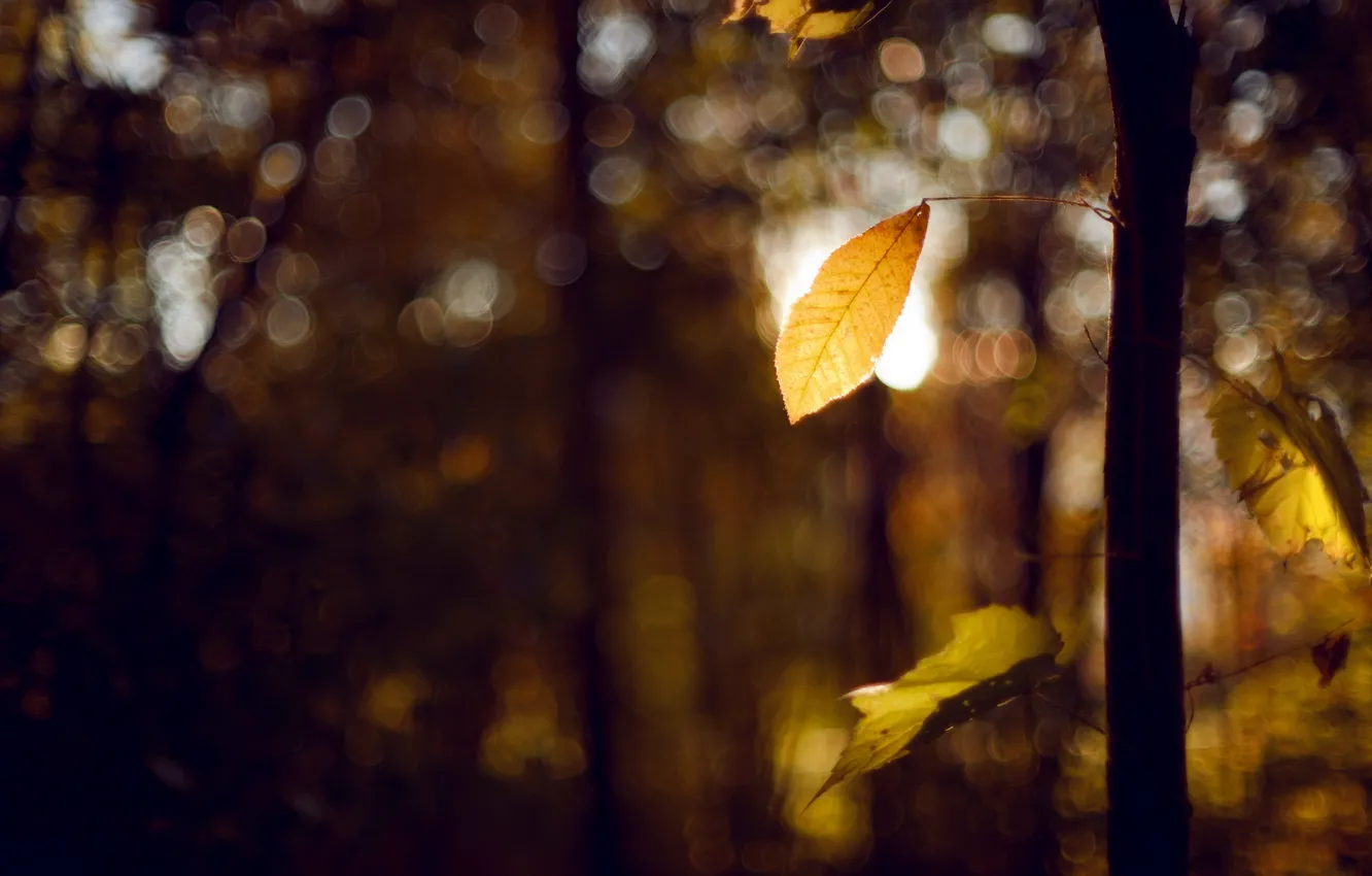 Photo wallpaper autumn, leaves, trees