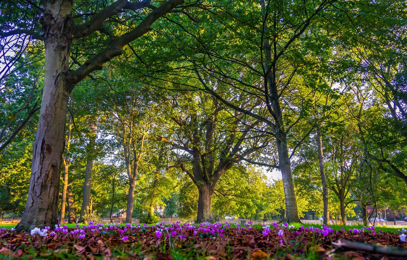 Photo wallpaper trees, flowers, Park, England, London, London, England