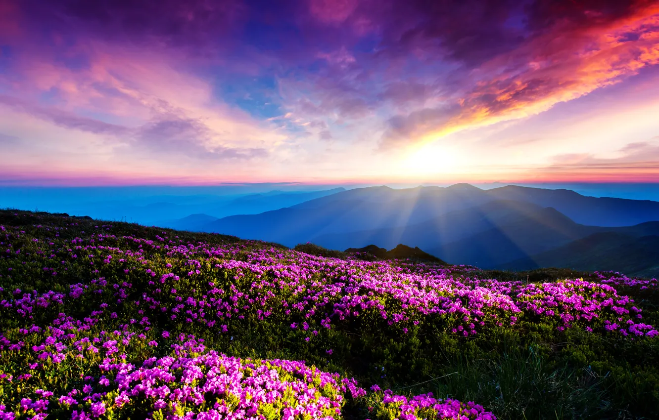 Photo wallpaper the sky, clouds, rays, sunset, flowers, mountains