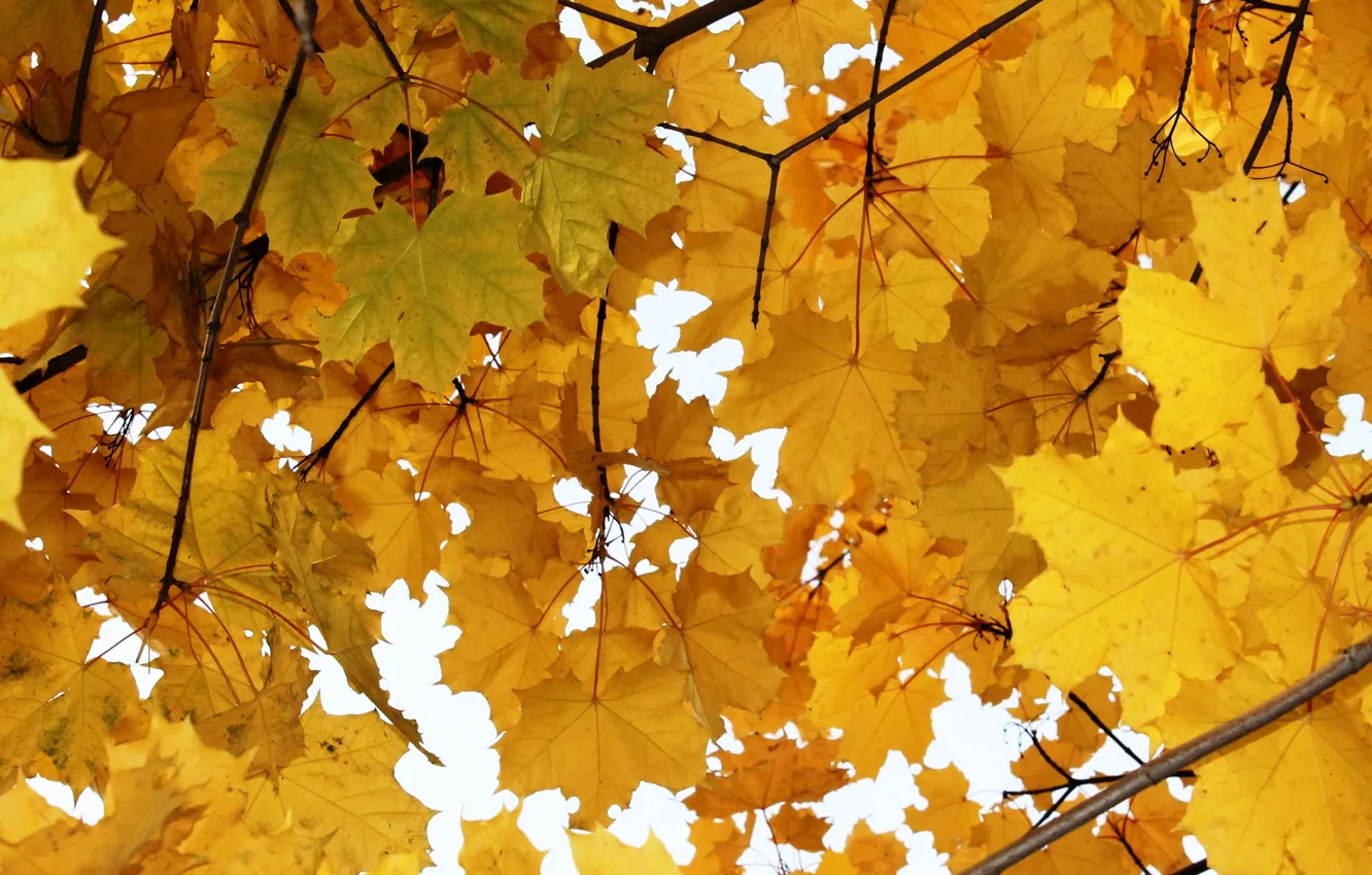 Photo wallpaper autumn, leaves, yellow, maple