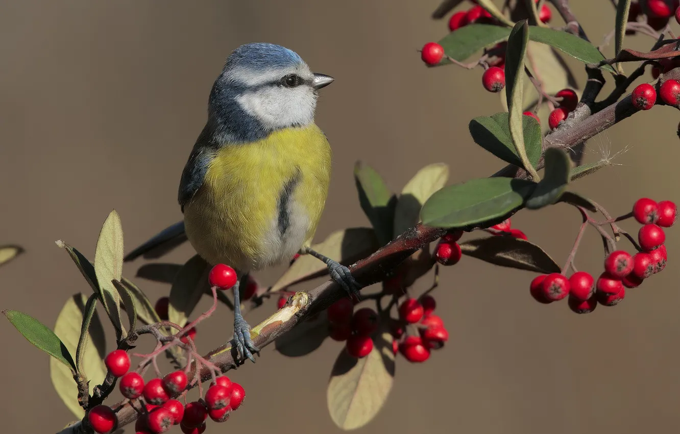 Photo wallpaper berries, bird, tit