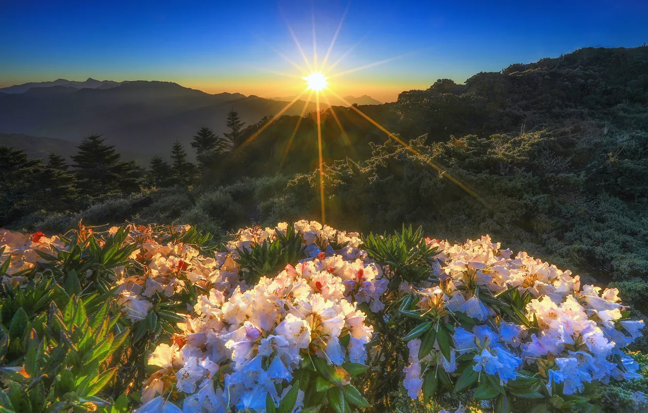 Photo wallpaper the sky, the sun, rays, light, landscape, flowers, mountains, hills
