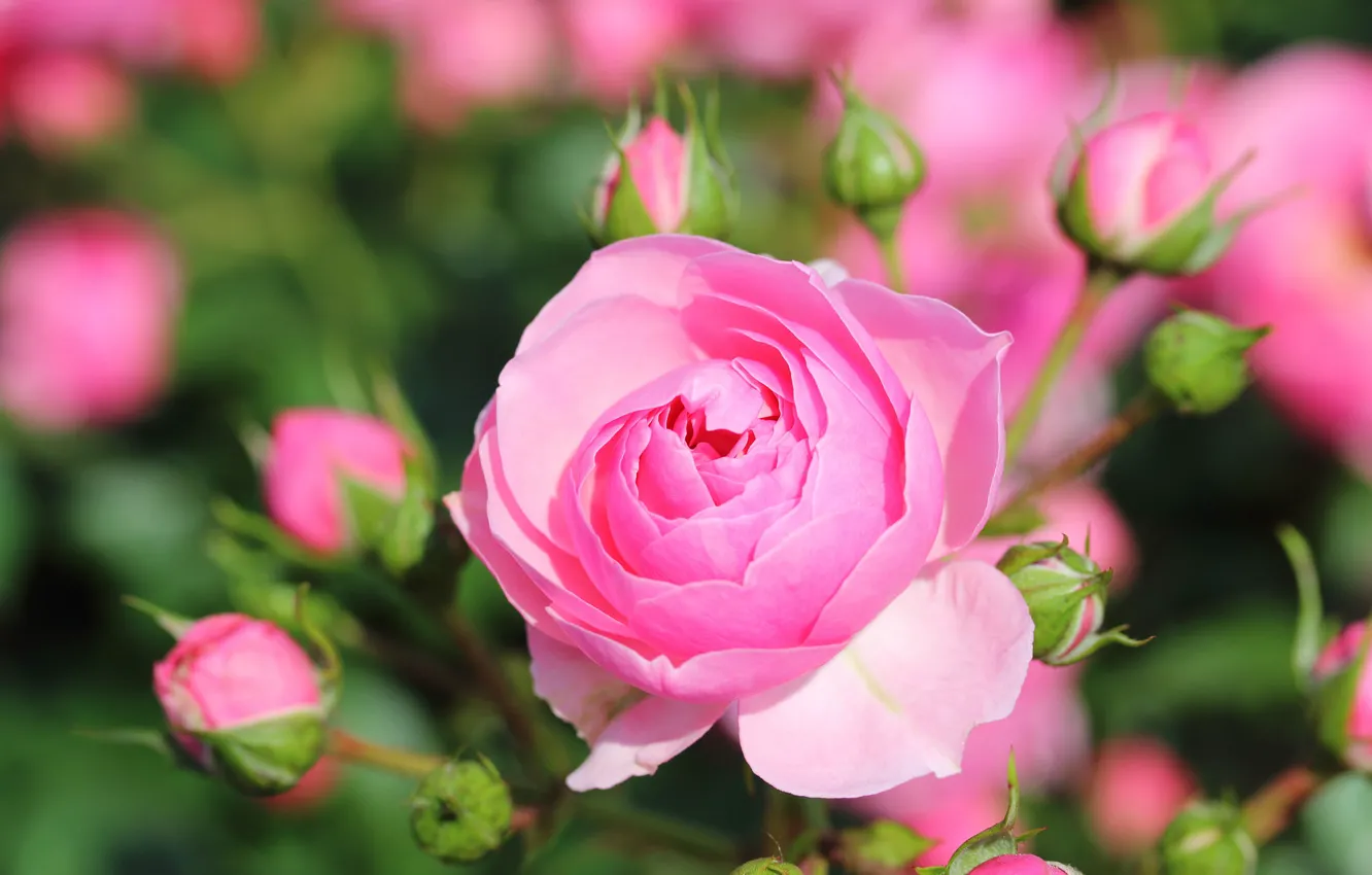 Photo wallpaper macro, roses, buds, bokeh