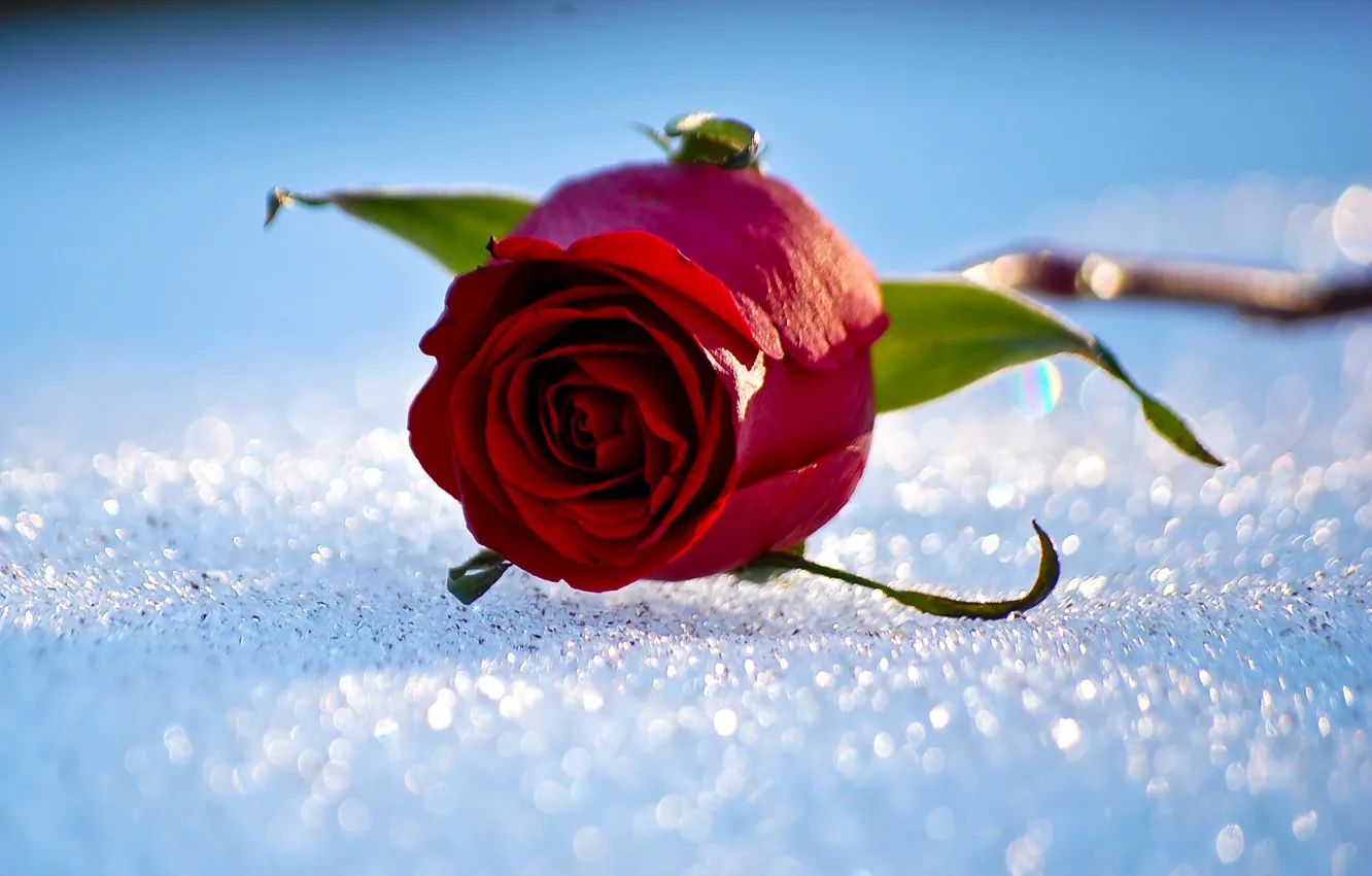 Photo wallpaper winter, snow, roses