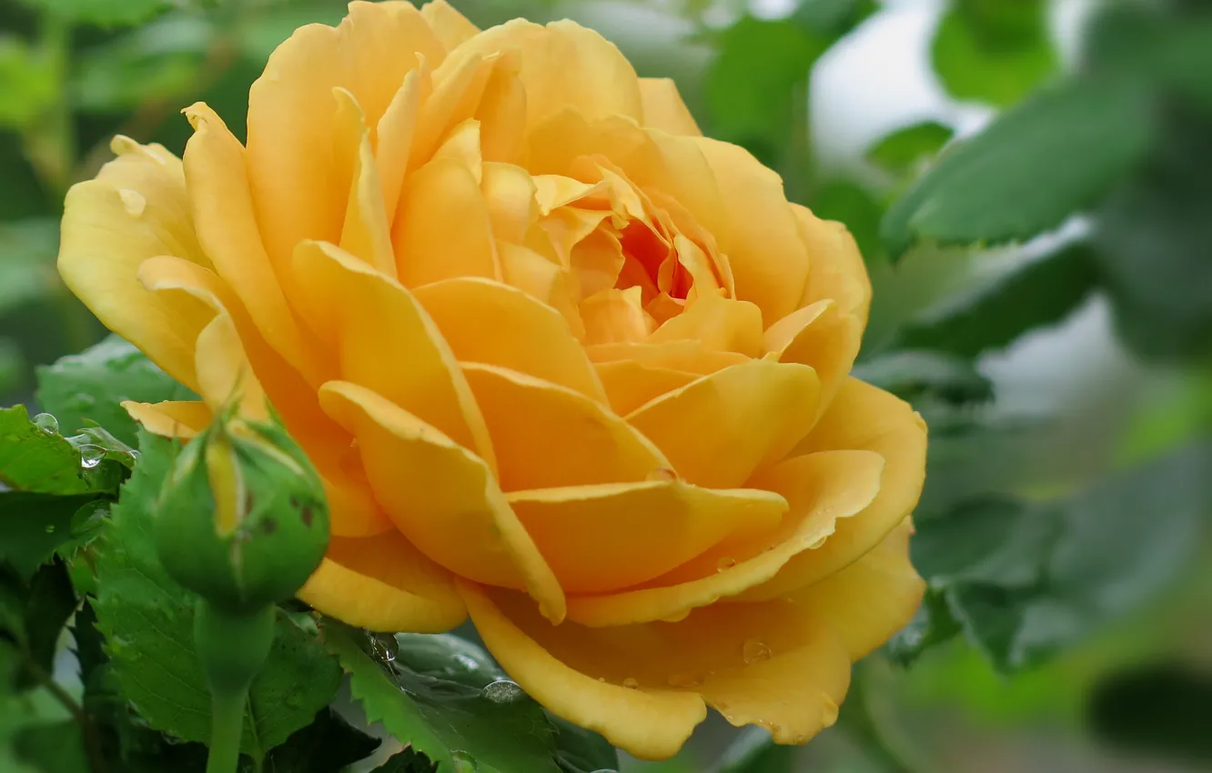 Photo wallpaper rose, yellow, lush