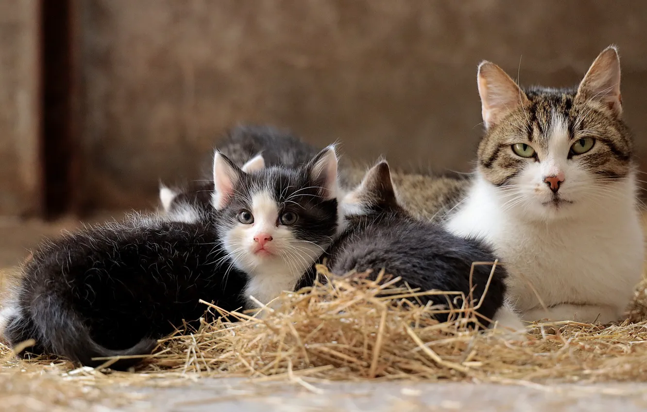 Photo wallpaper cat, family, kitty, Small Cats