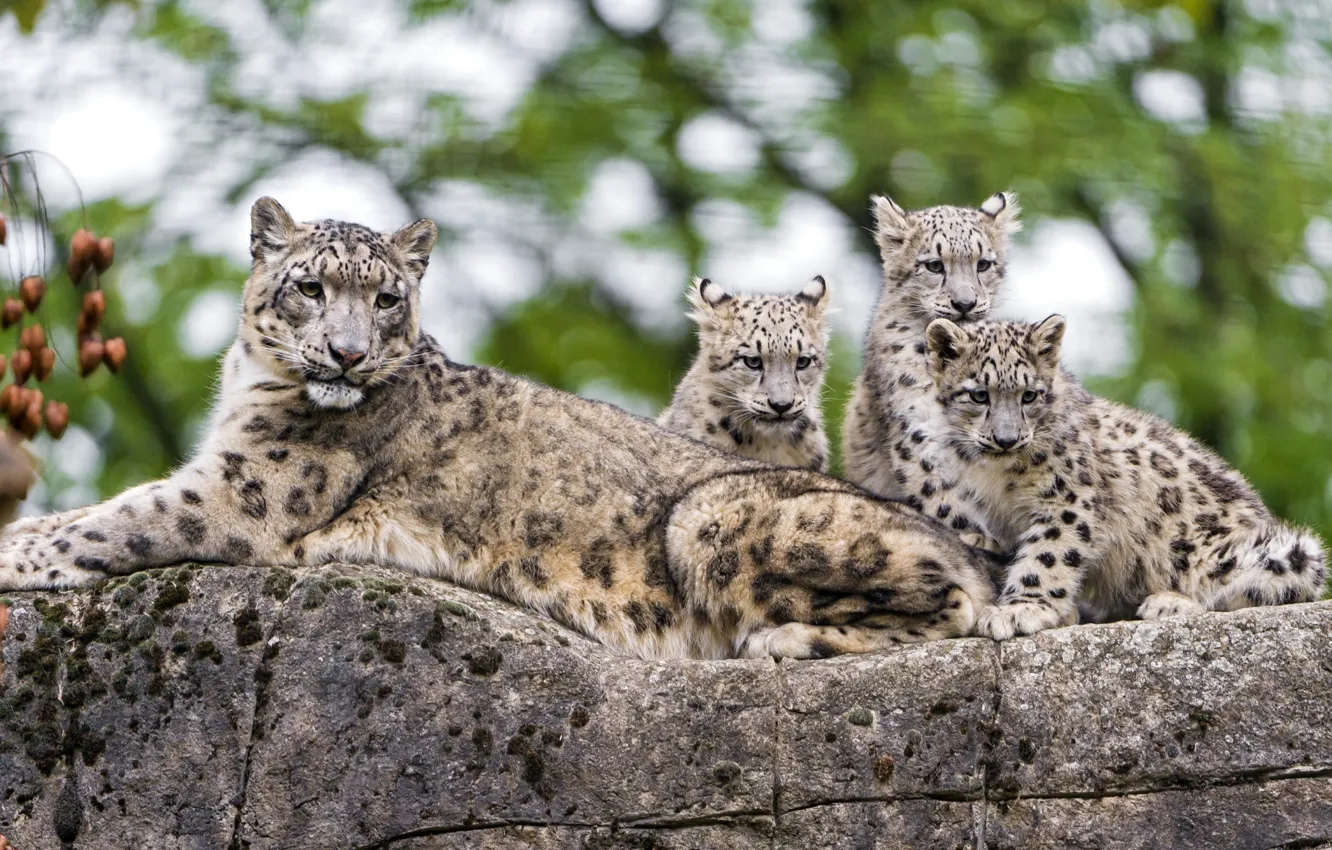 Photo wallpaper children, feelings, predator, IRBIS, snow leopard, mom
