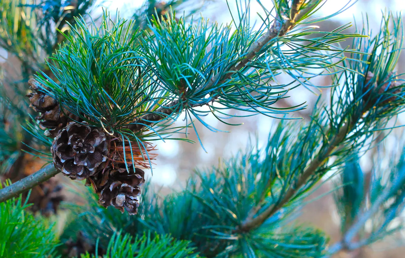 Photo wallpaper pine, twig, cone