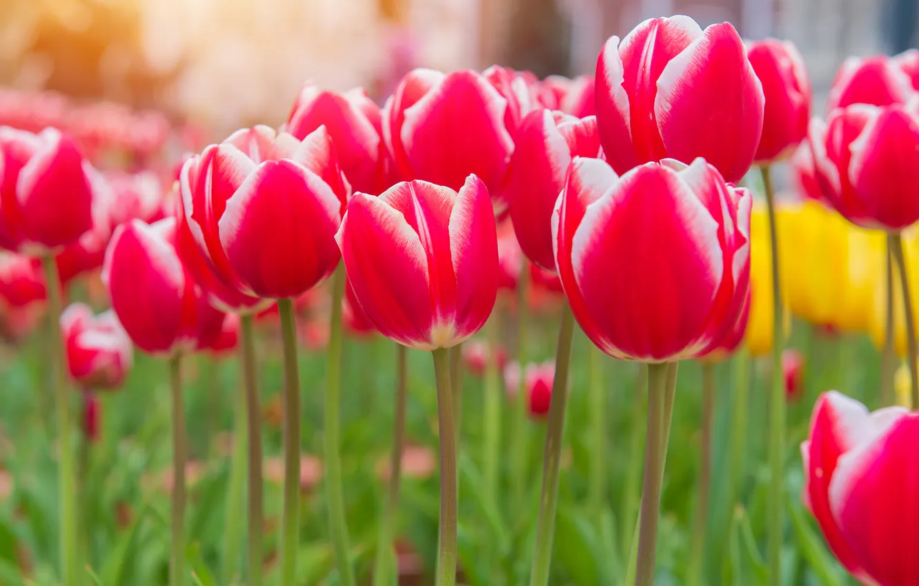 Photo wallpaper flowers, spring, tulips