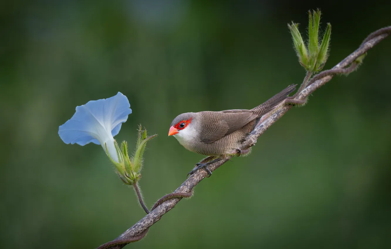 Photo wallpaper branches, bird, wavy astrild