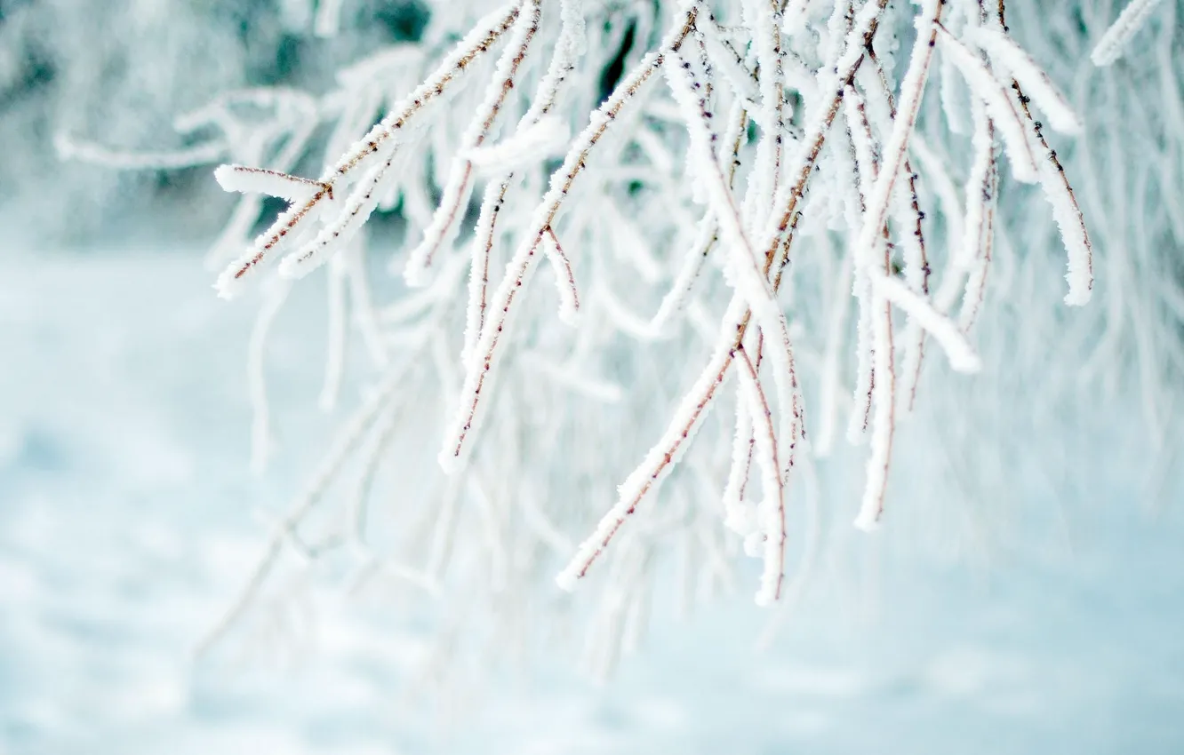 Photo wallpaper winter, frost, macro, branches