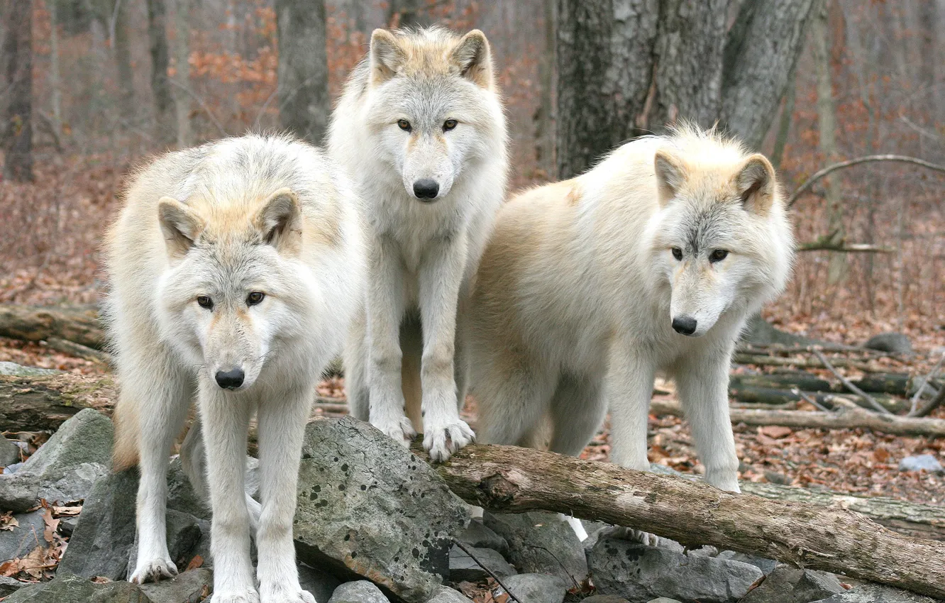 Photo wallpaper forest, trees, nature, wolves, wolf