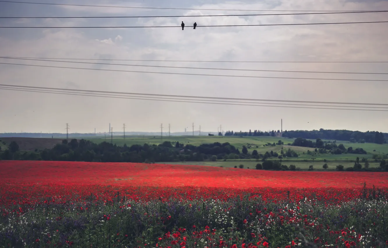 Photo wallpaper field, nature, power lines, Silesia, Wojkowice