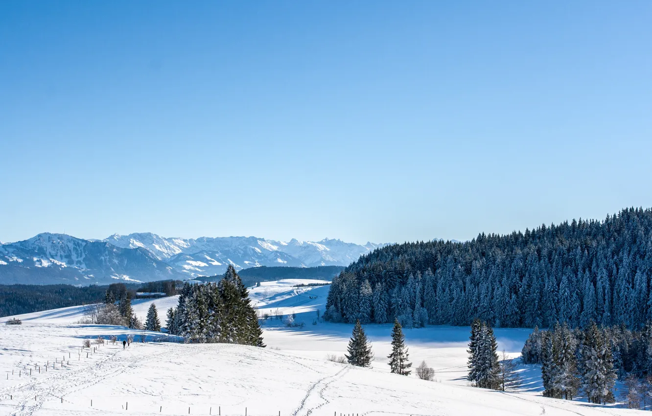 Photo wallpaper winter, forest, the sky, snow, blue, tops, view, dal