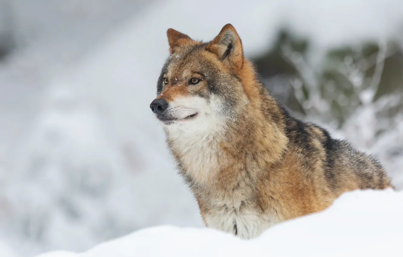 Photo wallpaper winter, snow, wolf, portrait