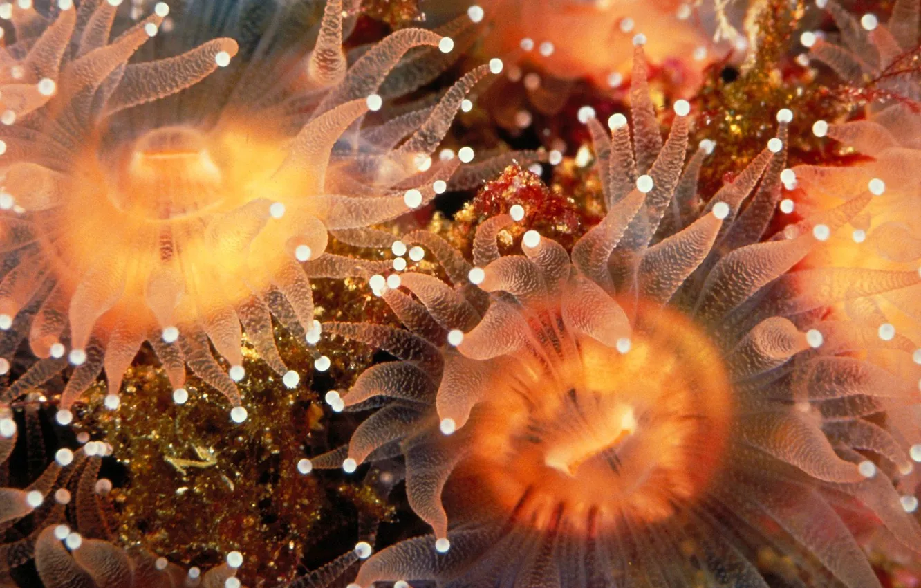 Photo wallpaper the bottom, tentacles, anemones
