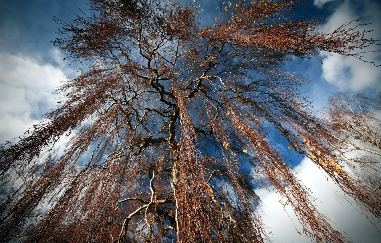 Photo wallpaper the sky, trees, branches, nature