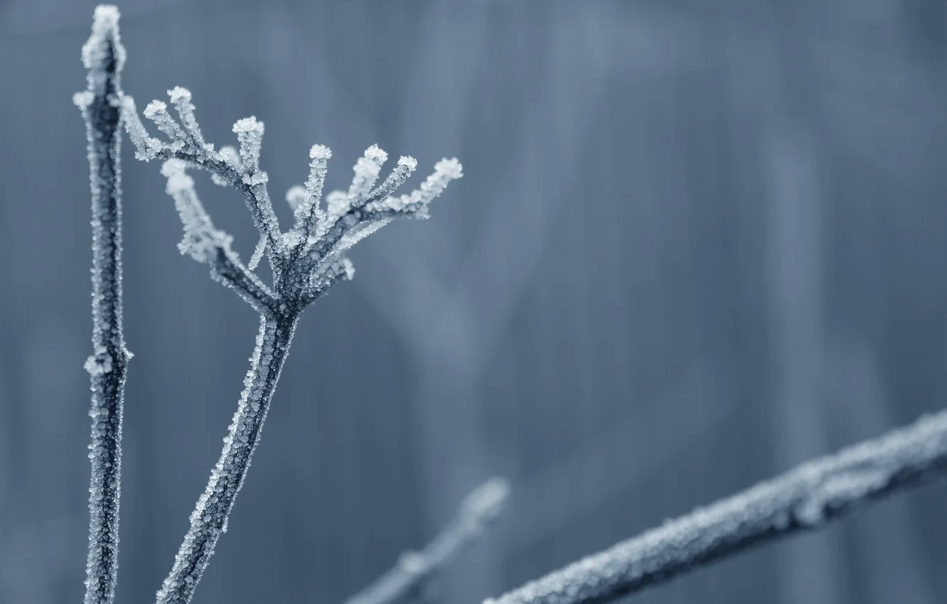 Photo wallpaper cold, frost, grass, branches, stems, crystals, dry