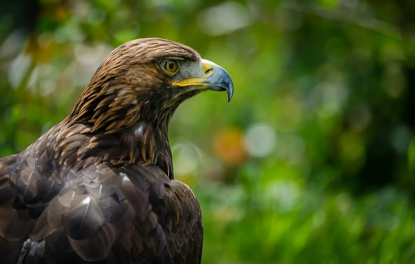 Photo wallpaper eagle, predator, beak, profile, proud, handsome