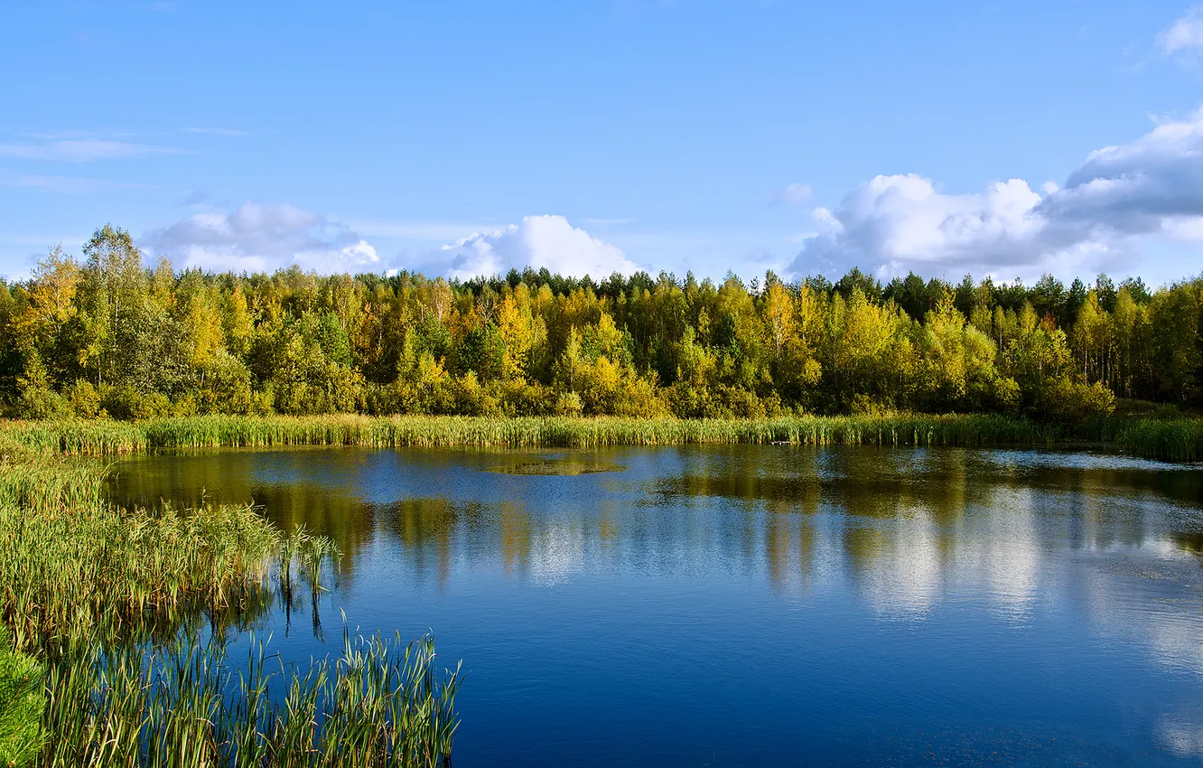 Photo wallpaper forest, lake, pond, the reflection in the water
