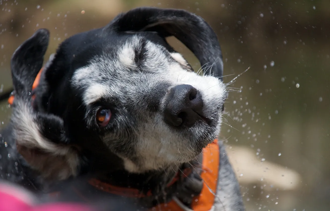 Photo wallpaper look, each, dog