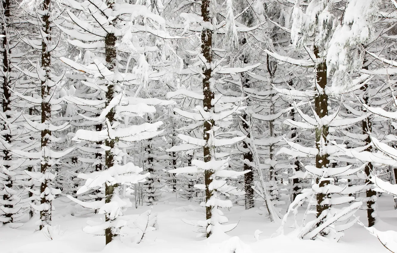 Photo wallpaper winter, snow, trees