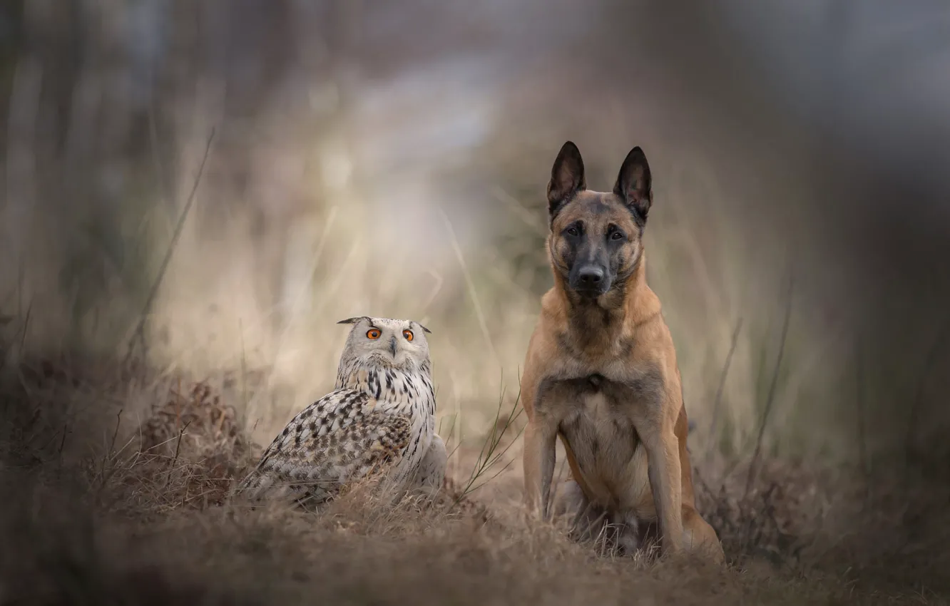 Photo wallpaper sadness, autumn, forest, animals, grass, nature, background, owl