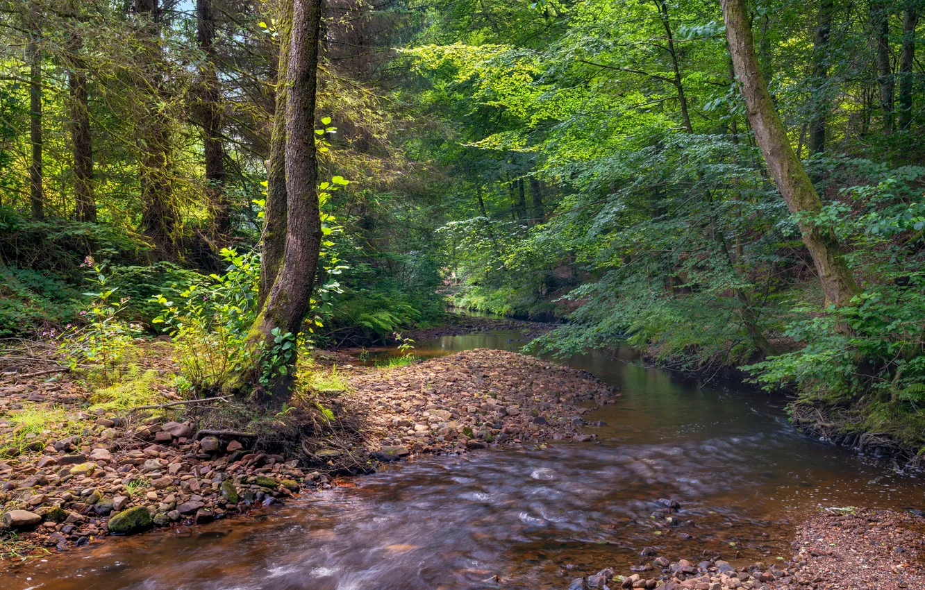 Photo wallpaper forest, nature, stream, Germany, Heimatspur