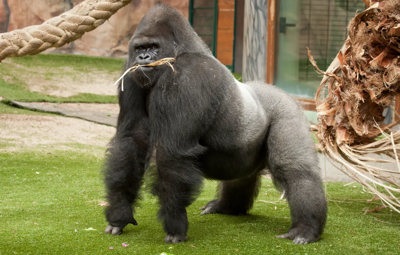 Photo wallpaper monkey, gorilla, male, the primacy of