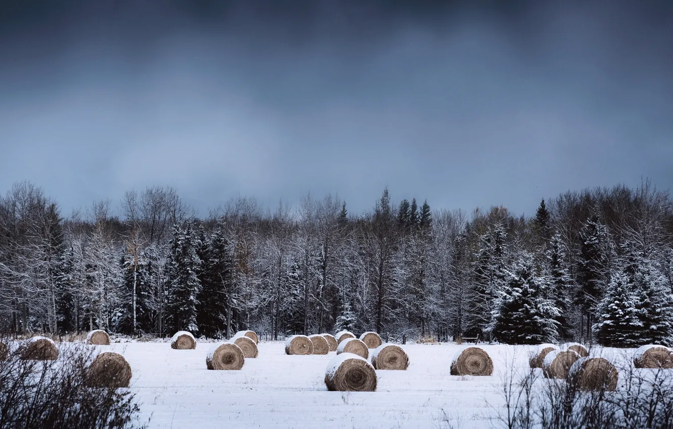 Photo wallpaper winter, snow, countryside, farm, cloudy, hay, bales, woodland
