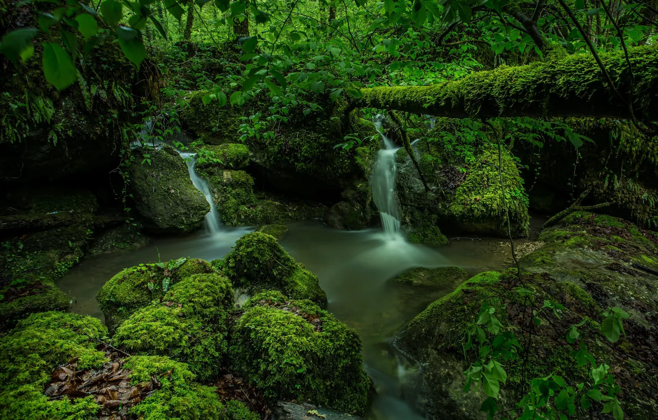 Photo wallpaper greens, forest, moss, Switzerland, waterfalls, Switzerland, streams, Kaltbrunnen Valley