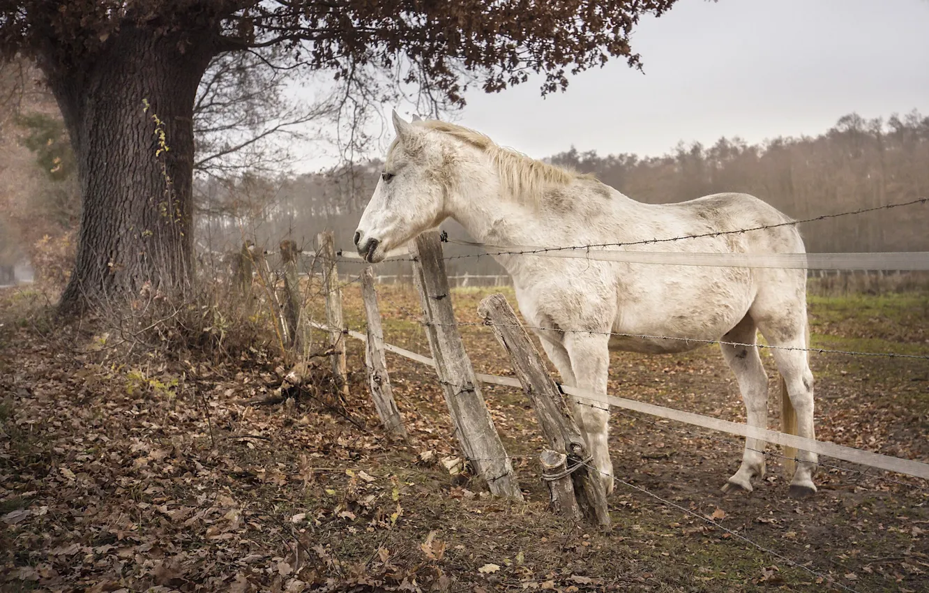 Photo wallpaper nature, horse, the fence