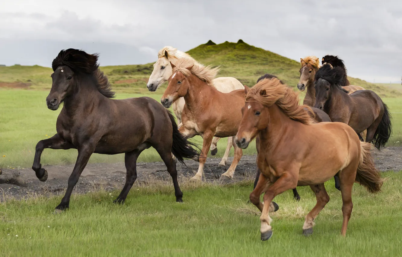 Photo wallpaper road, field, the sky, grass, mountains, nature, horse, hills