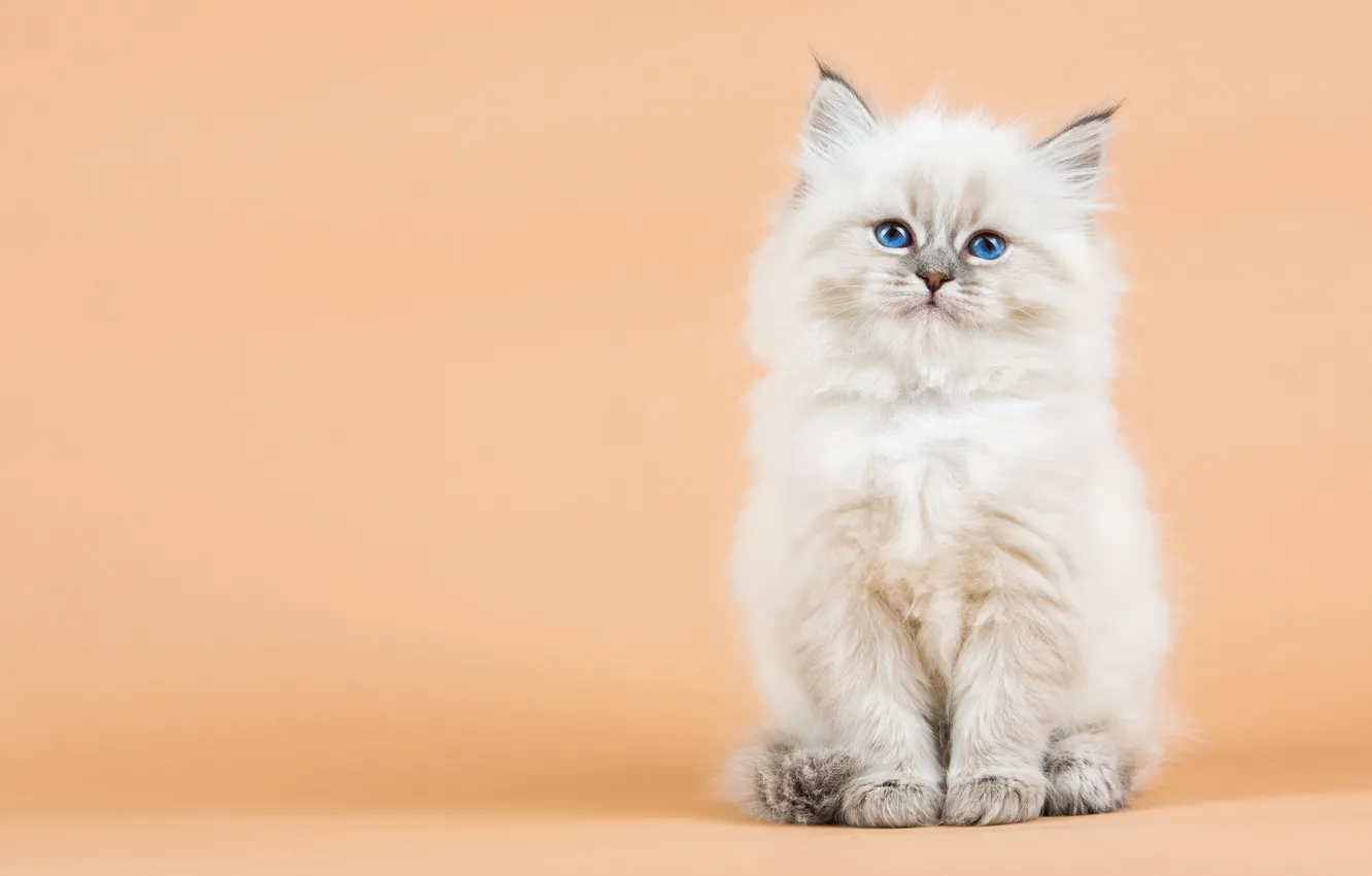Photo wallpaper cat, white, background, kitty, blue eyes