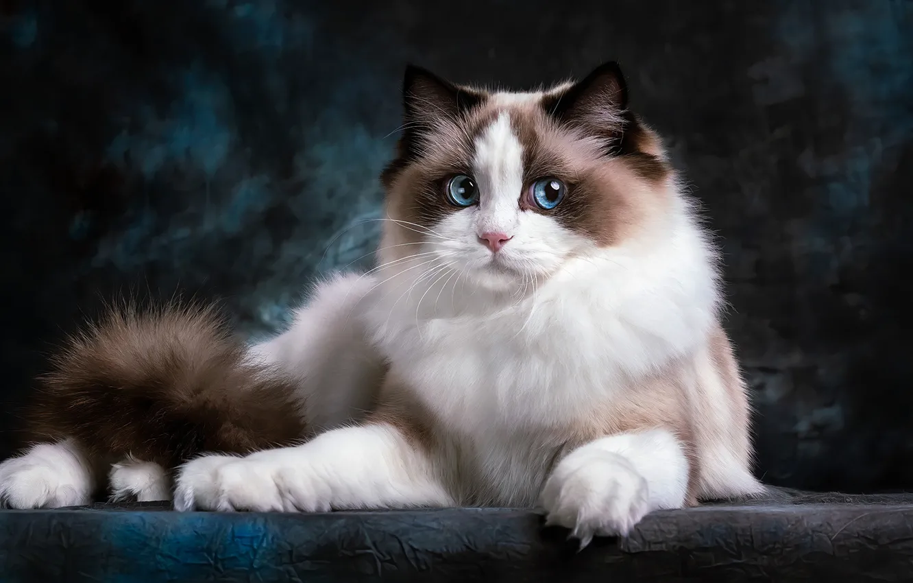 Photo wallpaper cat, look, kitty, lies, blue eyes, photoart, teen, ragdoll