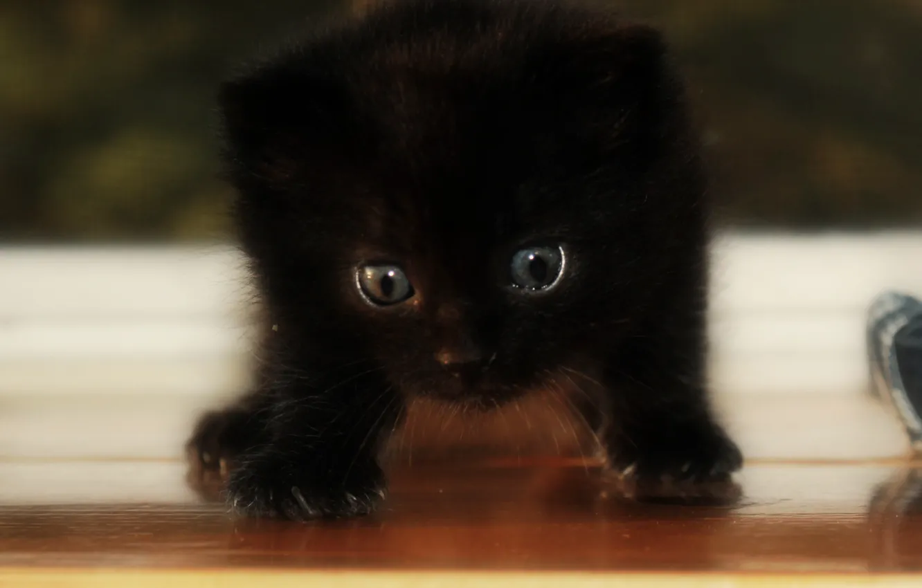 Photo wallpaper cat, light, kitty, black, shadow
