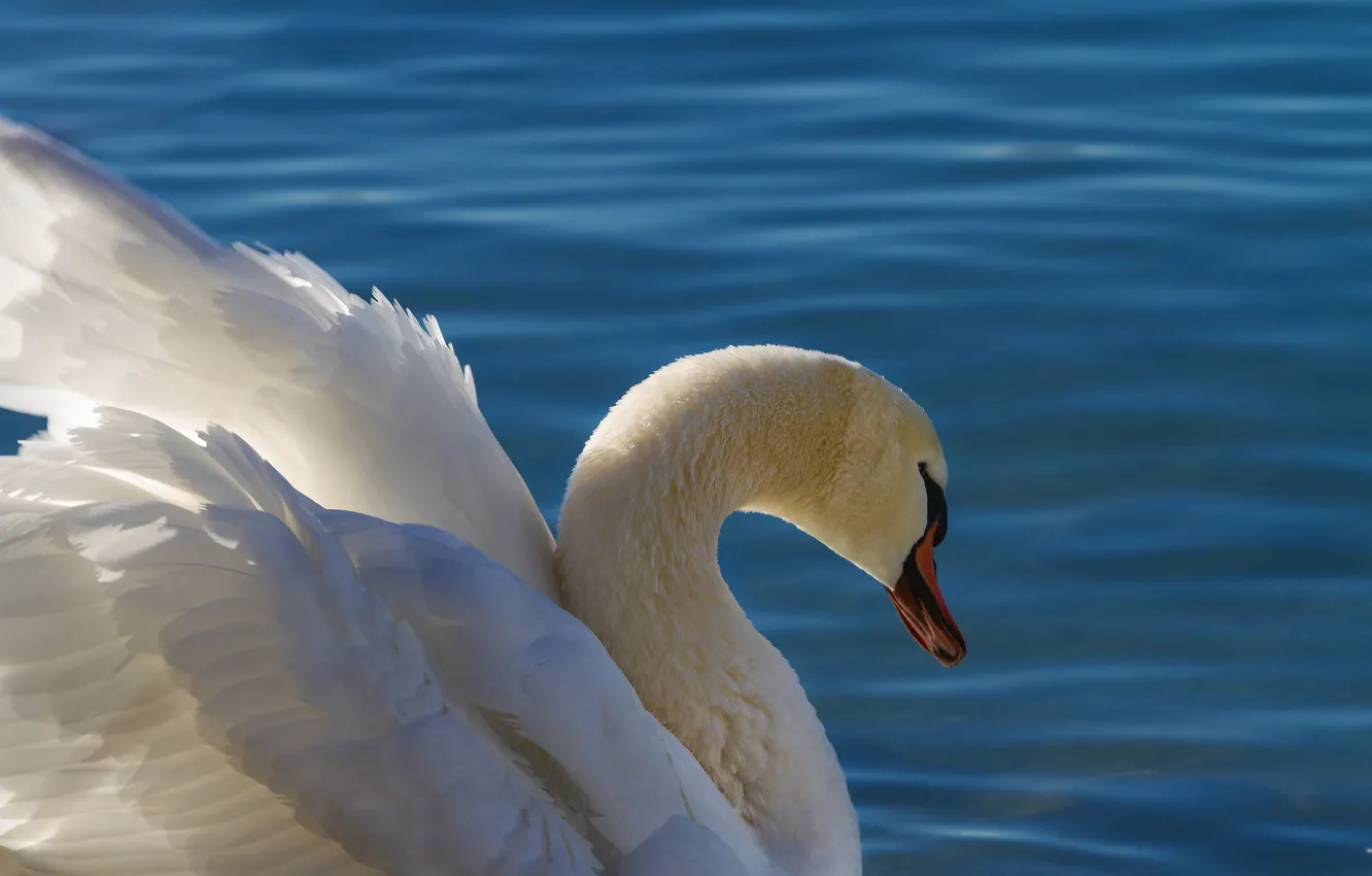 Photo wallpaper water, lake, bird, swans