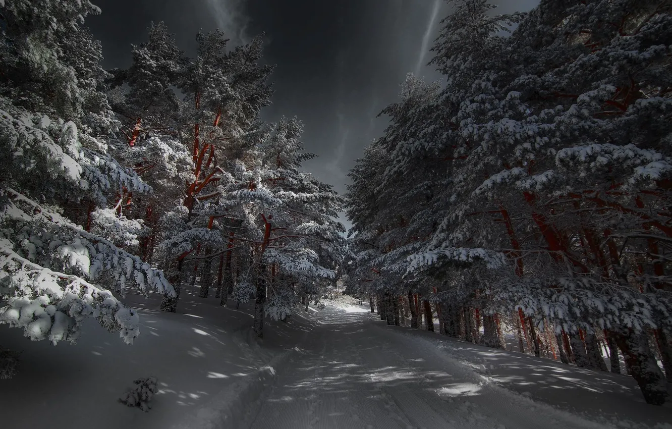 Photo wallpaper winter, forest, night