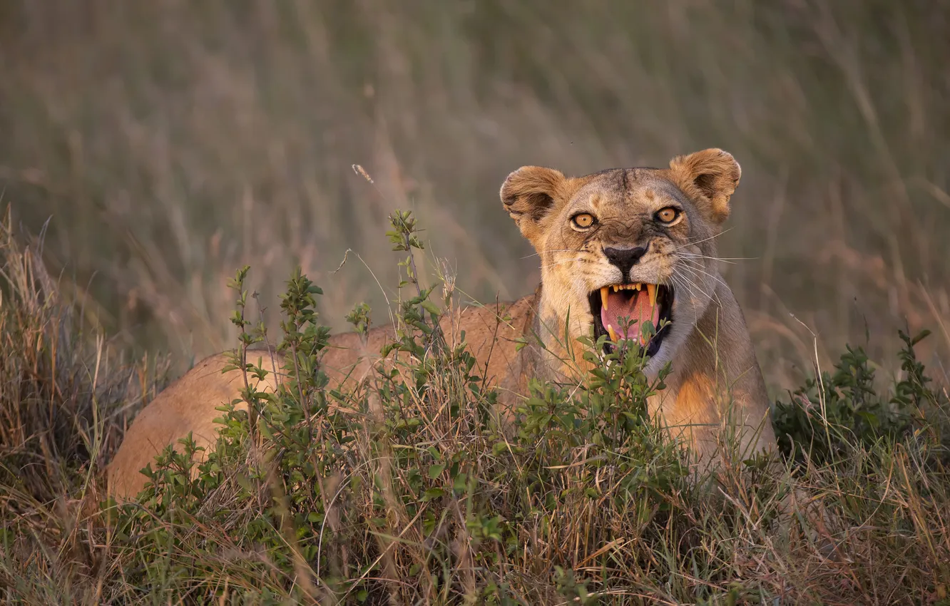 Photo wallpaper field, language, grass, face, mouth, grin, lies, lioness